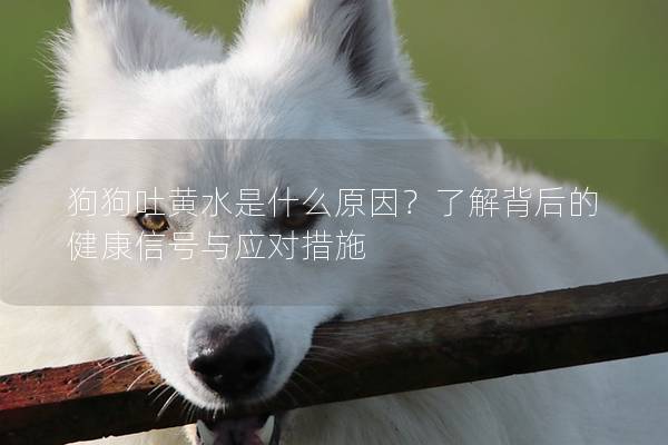 狗狗吐黃水是什么原因?了解背后的健康信號與應對措施 狗狗吐黃水是什么原因?了解背后的健康信號與應對措施