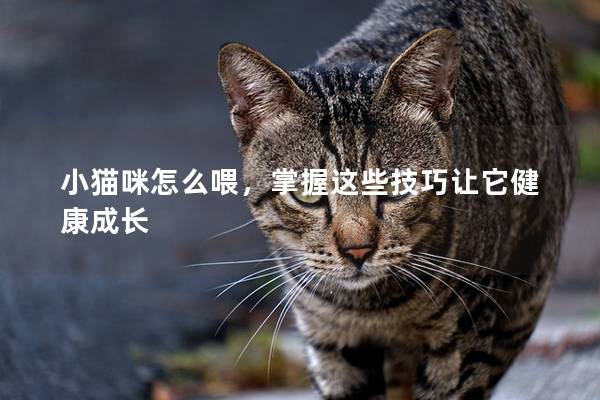 小貓咪怎么喂，掌握這些技巧讓它健康成長