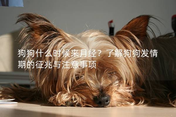 狗狗什么時(shí)候來(lái)月經(jīng)？了解狗狗發(fā)情期的征兆與注意事項(xiàng)