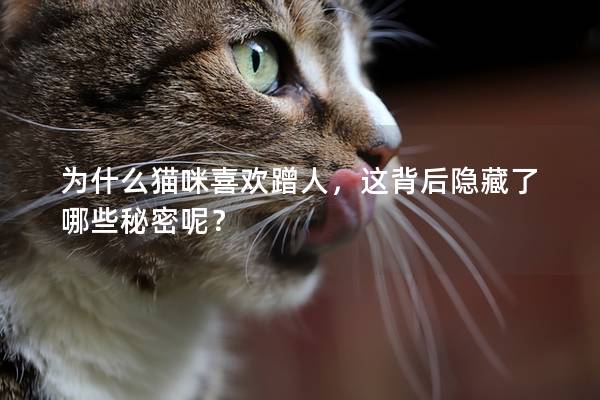 為什么貓咪喜歡蹭人，這背后隱藏了哪些秘密呢？
