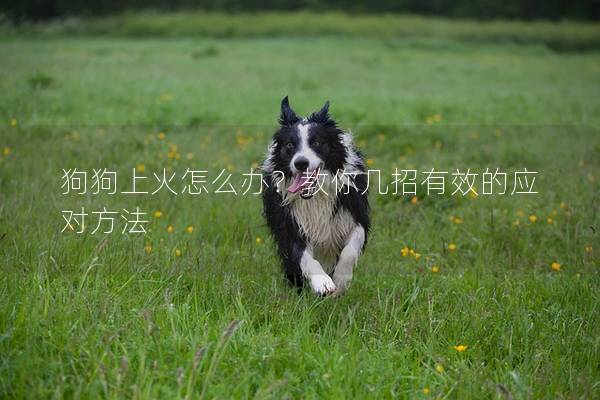 狗狗上火怎么辦?教你幾招有效的應對方法 狗狗上火怎么辦?教你幾招有效的應對方法