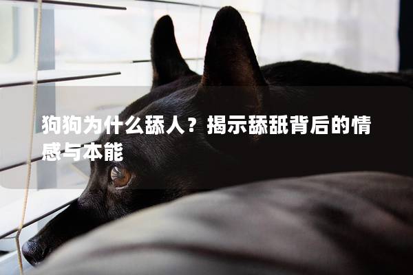 狗狗為什么舔人？揭示舔舐背后的情感與本能