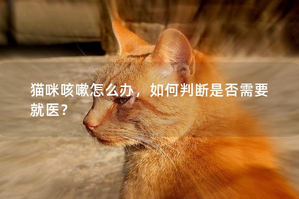 貓咪咳嗽怎么辦，如何判斷是否需要就醫？