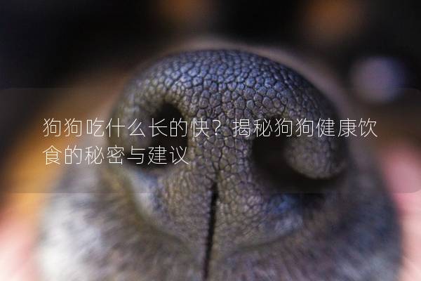 狗狗吃什么長(zhǎng)的快？揭秘狗狗健康飲食的秘密與建議