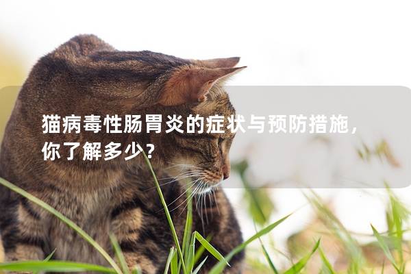 貓病毒性腸胃炎的癥狀與預(yù)防措施，你了解多少？
