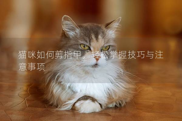 貓咪如何剪指甲，輕松掌握技巧與注意事項