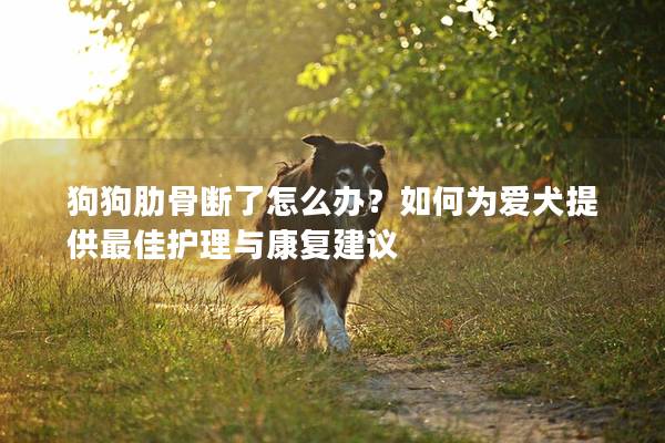 狗狗肋骨斷了怎么辦？如何為愛犬提供最佳護理與康復建議