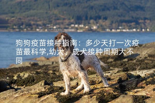 狗狗疫苗接種指南：多少天打一次疫苗最科學,幼犬、成犬接種周期大不同