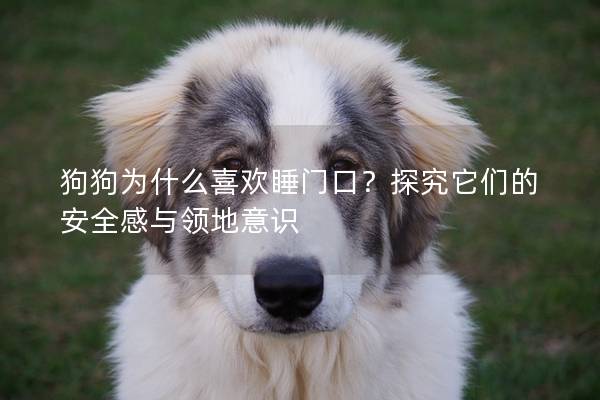 狗狗為什么喜歡睡門口？探究它們的安全感與領地意識