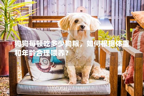 狗狗每頓吃多少狗糧，如何根據體重和年齡合理喂養？