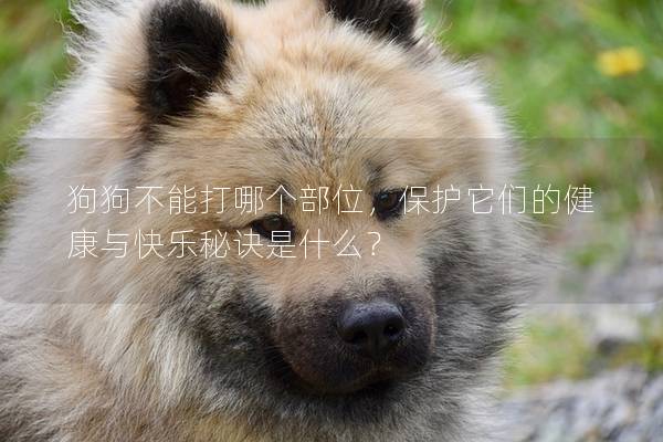 狗狗不能打哪個部位，保護它們的健康與快樂秘訣是什么？