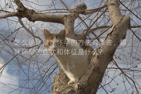 怎么確定貓咪懷孕的方法有哪些，貓咪懷孕的癥狀和體征是什么？