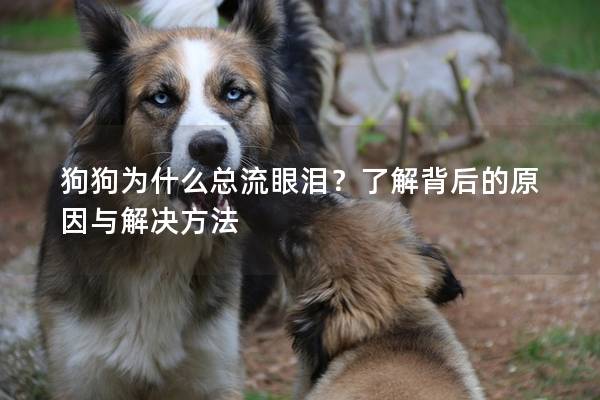 狗狗為什么總流眼淚?了解背后的原因與解決方法 狗狗為什么總流眼淚?了解背后的原因與解決方法