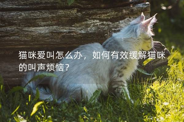 貓咪愛叫怎么辦，如何有效緩解貓咪的叫聲煩惱？