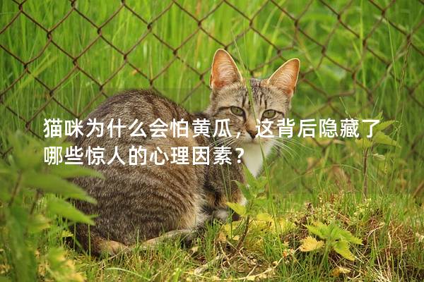 貓咪為什么會怕黃瓜，這背后隱藏了哪些驚人的心理因素？