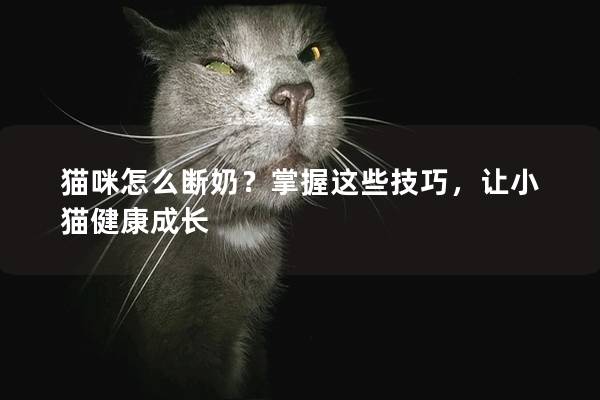 貓咪怎么斷奶？掌握這些技巧，讓小貓健康成長