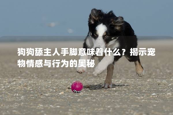 狗狗舔主人手腳意味著什么？揭示寵物情感與行為的奧秘