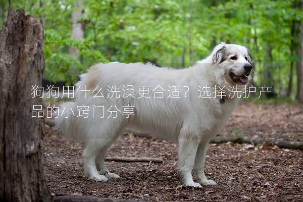 狗狗用什么洗澡更合適？選擇洗護(hù)產(chǎn)品的小竅門分享