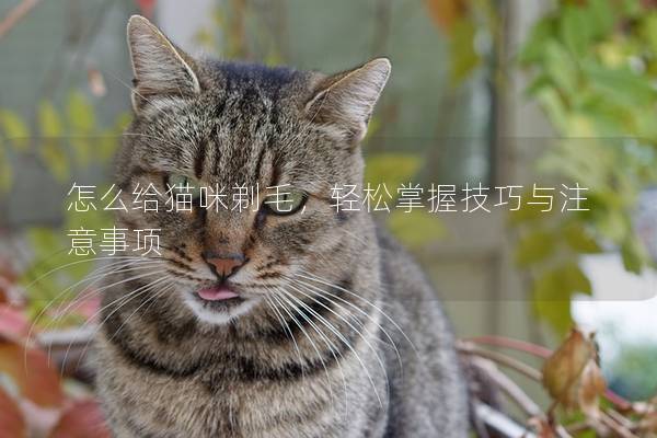 怎么給貓咪剃毛，輕松掌握技巧與注意事項