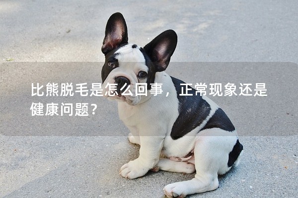 比熊脫毛是怎么回事，正常現象還是健康問題？