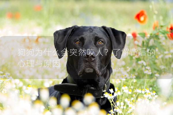 狗狗為什么會(huì)突然咬人？了解背后的心理與原因