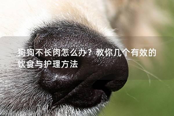 狗狗不長(zhǎng)肉怎么辦？教你幾個(gè)有效的飲食與護(hù)理方法