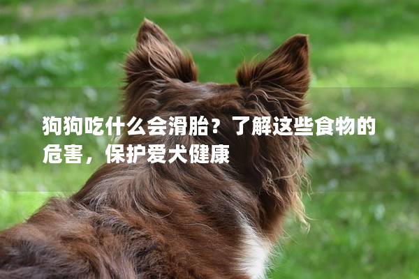 狗狗吃什么會(huì)滑胎？了解這些食物的危害，保護(hù)愛(ài)犬健康