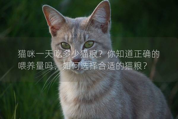 貓咪一天吃多少貓糧？你知道正確的喂養量嗎，如何選擇合適的貓糧？