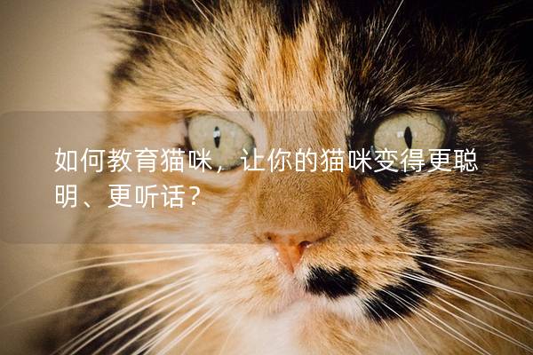 如何教育貓咪，讓你的貓咪變得更聰明、更聽話？