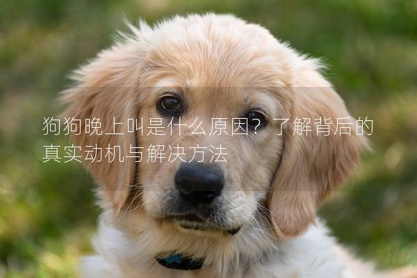 狗狗晚上叫是什么原因？了解背后的真實動機與解決方法