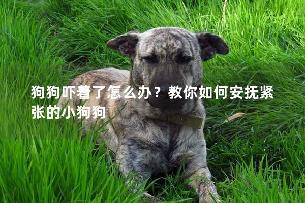 狗狗嚇著了怎么辦？教你如何安撫緊張的小狗狗