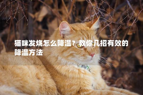 貓咪發(fā)燒怎么降溫？教你幾招有效的降溫方法