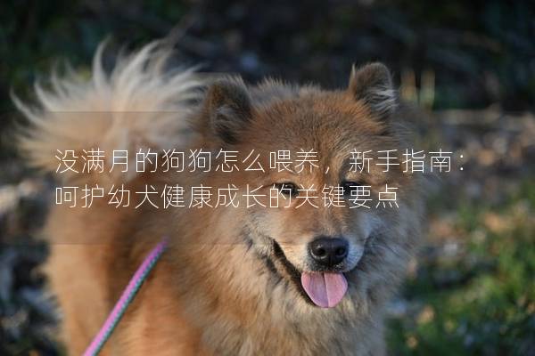 沒(méi)滿月的狗狗怎么喂養(yǎng)，新手指南：呵護(hù)幼犬健康成長(zhǎng)的關(guān)鍵要點(diǎn)