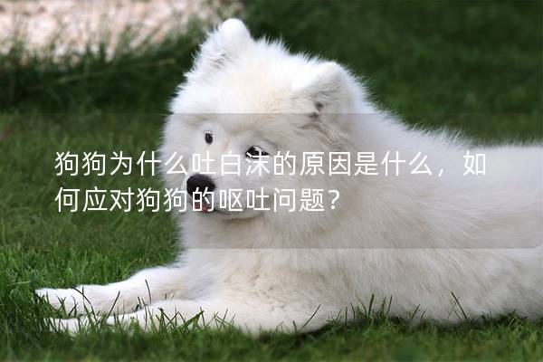 狗狗為什么吐白沫的原因是什么，如何應(yīng)對狗狗的嘔吐問題？