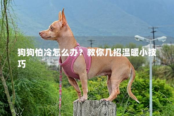 狗狗怕冷怎么辦？教你幾招溫暖小技巧