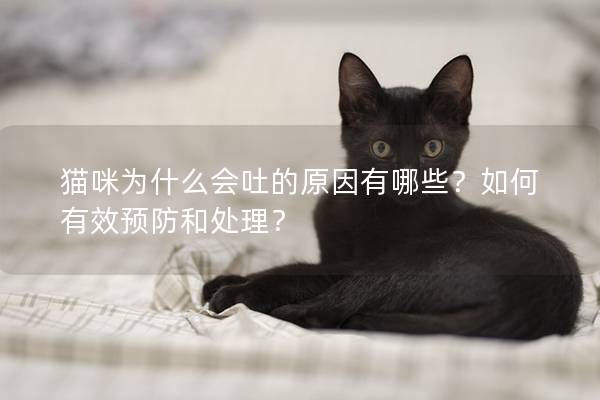 貓咪為什么會(huì)吐的原因有哪些？如何有效預(yù)防和處理？