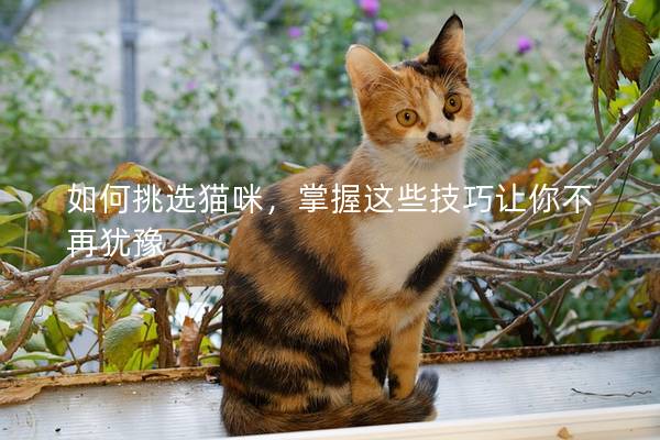 如何挑選貓咪，掌握這些技巧讓你不再猶豫