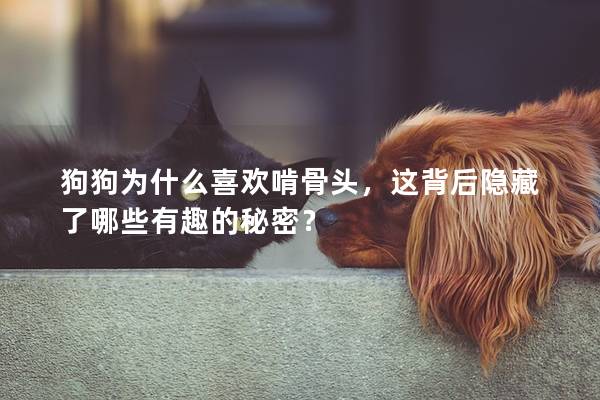 狗狗為什么喜歡啃骨頭，這背后隱藏了哪些有趣的秘密？
