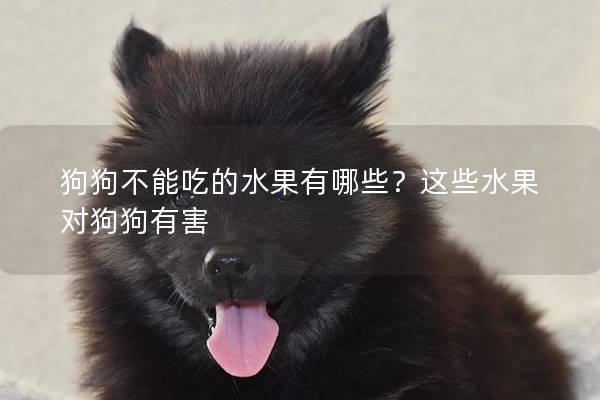 狗狗不能吃的水果有哪些？這些水果對狗狗有害