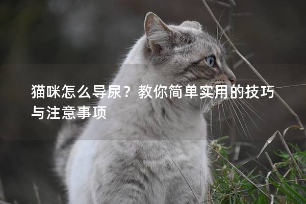 貓咪怎么導尿？教你簡單實用的技巧與注意事項