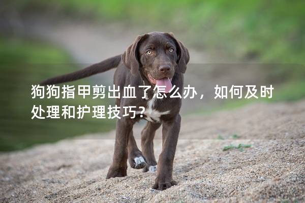 狗狗指甲剪出血了怎么辦，如何及時處理和護理技巧？