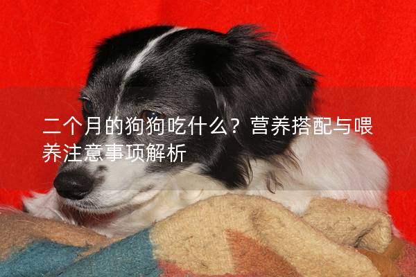 二個月的狗狗吃什么？營養(yǎng)搭配與喂養(yǎng)注意事項解析