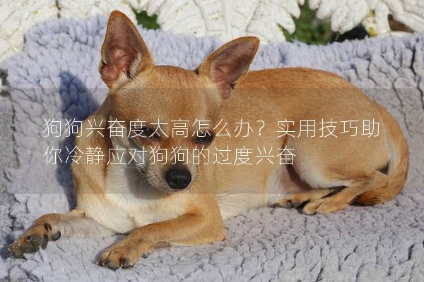 狗狗興奮度太高怎么辦？實用技巧助你冷靜應對狗狗的過度興奮