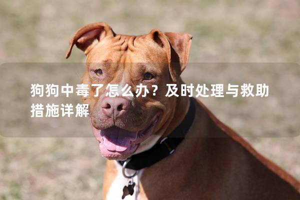 狗狗中毒了怎么辦？及時(shí)處理與救助措施詳解