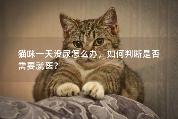 貓咪一天沒尿怎么辦，如何判斷是否需要就醫？