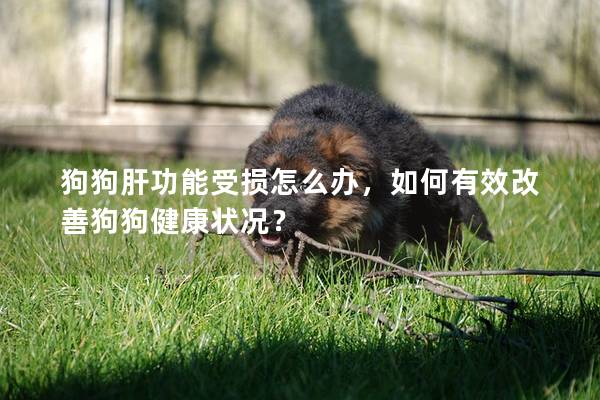 狗狗肝功能受損怎么辦，如何有效改善狗狗健康狀況？