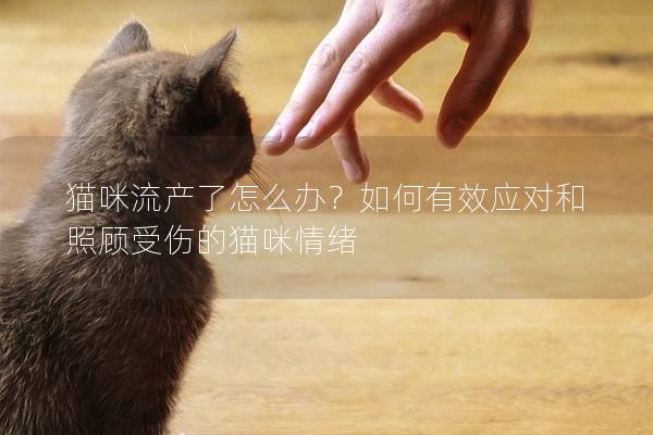 貓咪流產了怎么辦？如何有效應對和照顧受傷的貓咪情緒