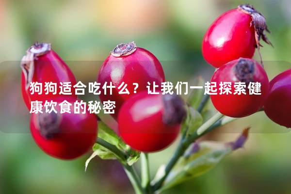狗狗適合吃什么?讓我們一起探索健康飲食的秘密 狗狗適合吃什么?讓我們一起探索健康飲食的秘密