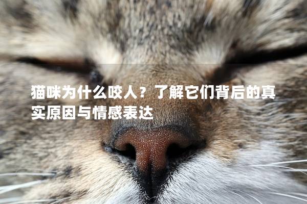 貓咪為什么咬人？了解它們背后的真實原因與情感表達