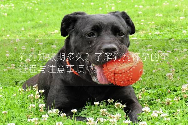 狗狗妊娠期多久?了解狗狗懷孕的全過程與注意事項 狗狗妊娠期多久?了解狗狗懷孕的全過程與注意事項
